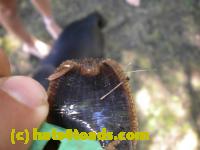 /home//u458753944/public_html/sourcegallery/////////////Insects and small critters/slugs snails leaches (Gastropoda and Annelida)/DSCN8376.JPG